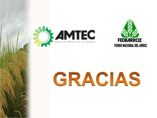 Vaneamiento del arroz en colombia