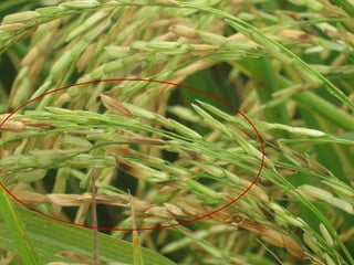 Vaneamiento del arroz en colombia