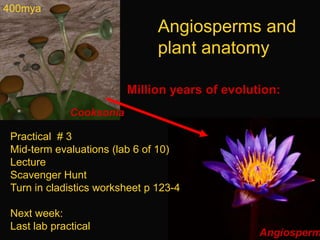 400mya Angiosperms and plant anatomy Million years of evolution:  Cooksonia Practical  # 3 Mid-term evaluations (lab 6 of 10) Lecture Scavenger Hunt Turn in cladistics worksheet p 123-4 Next week: Last lab practical Angiosperm 