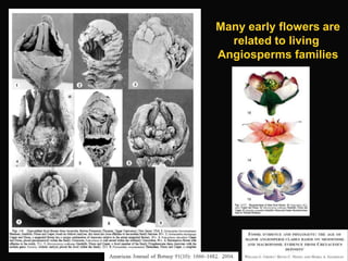 Lab 6 - Angiosperms | PPTX