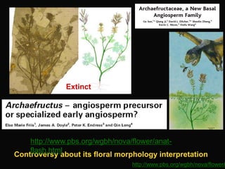 Lab 6 - Angiosperms | PPTX