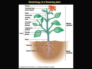 Angiosperm Structure