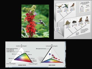 Lab 6 - Angiosperms | PPTX