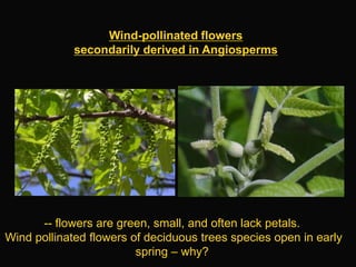 Lab 6 - Angiosperms | PPTX