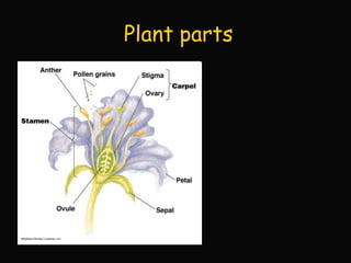 Lab 6 - Angiosperms | PPTX