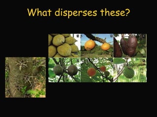 Lab 6 - Angiosperms | PPTX