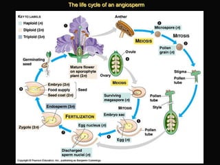 Lab 6 - Angiosperms | PPTX