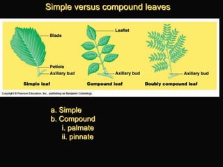 Lab 6 - Angiosperms | PPTX