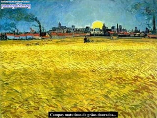 Campos matutinos de grãos dourados... 