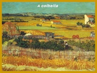 A colheita
 