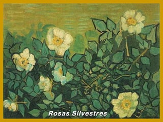 Rosas Silvestres
 