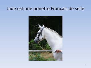 Jade est une ponette Français de selle

3

 