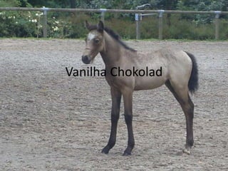Vanilha Chokolad

1

 