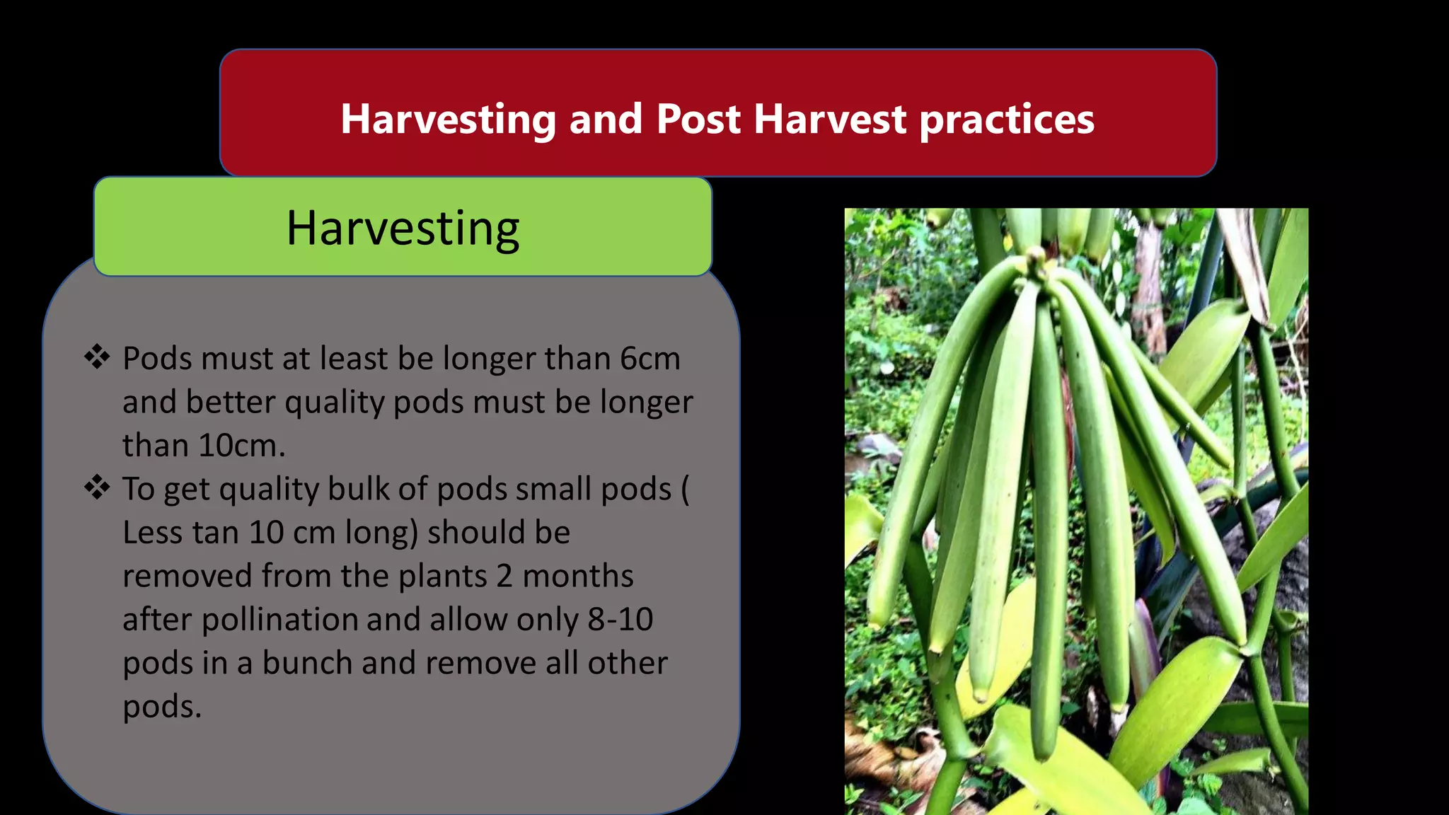 How to Cultivate Vanilla from Seed to Bean