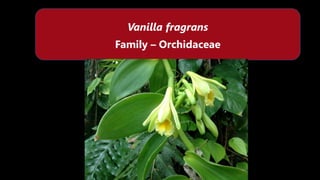 Vanilla fragrans
Family – Orchidaceae
 