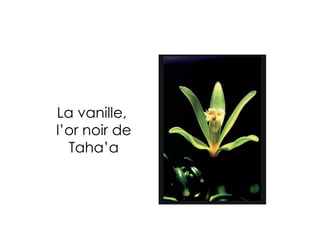 La vanille,
l’or noir de
Taha’a
 
