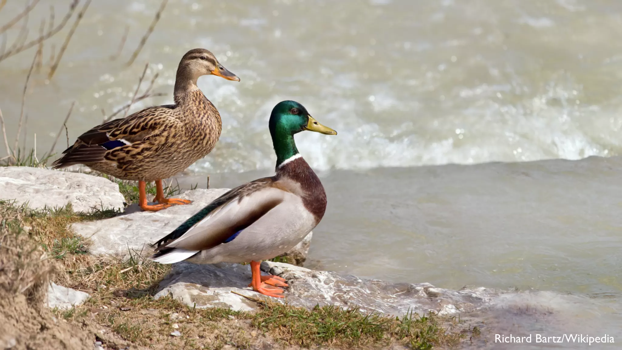 @ramalhoorg34 Richard Bartz/Wikipedia
 