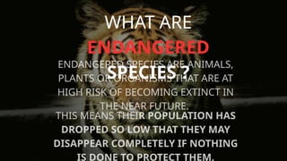 Power Point Presentation Endangered Animals | PPTX