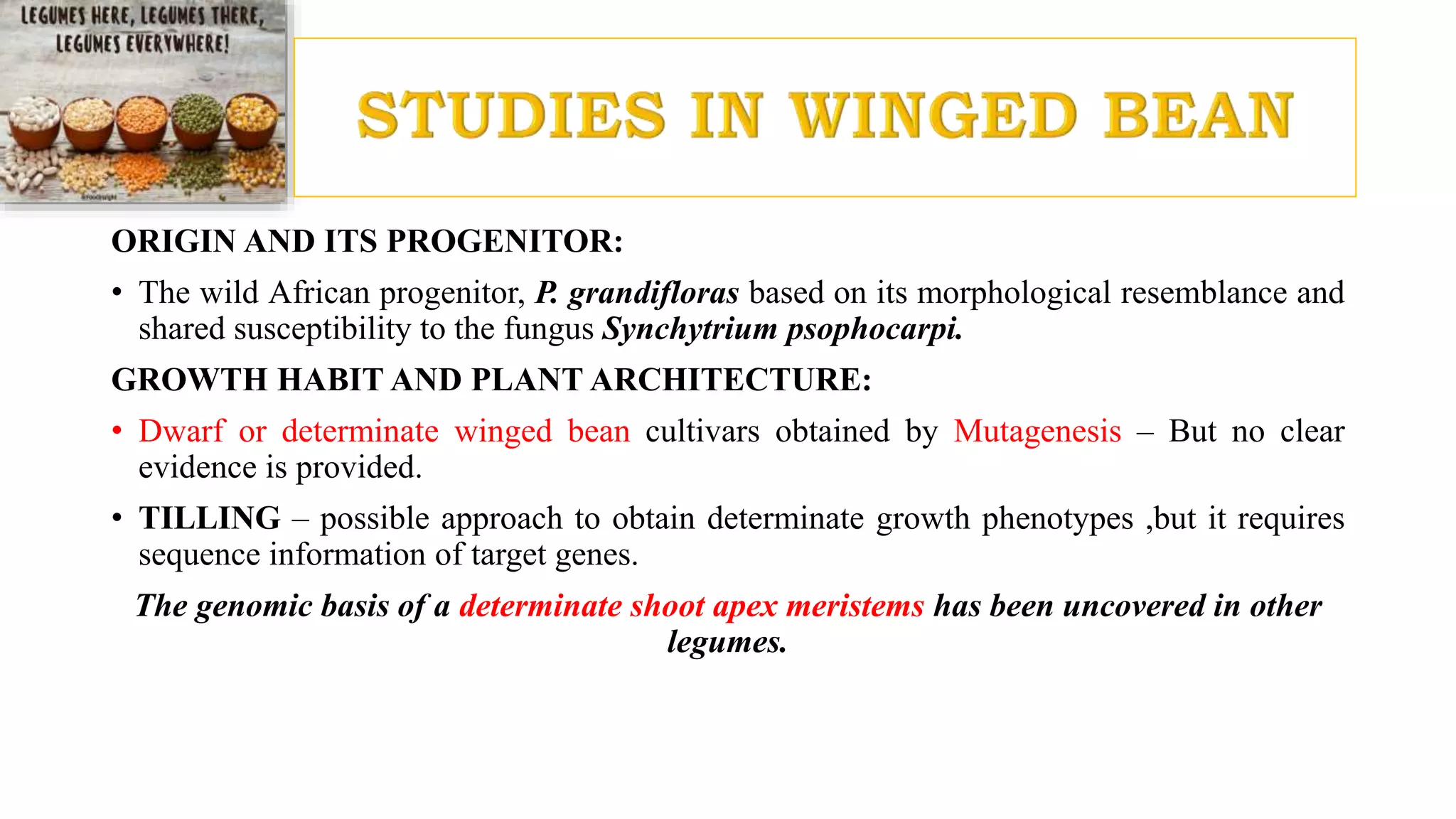 ORIGIN AND ITS PROGENITOR:
• The wild African progenitor, P. grandifloras based on its morphological resemblance and
shared susceptibility to the fungus Synchytrium psophocarpi.
GROWTH HABIT AND PLANT ARCHITECTURE:
• Dwarf or determinate winged bean cultivars obtained by Mutagenesis – But no clear
evidence is provided.
• TILLING – possible approach to obtain determinate growth phenotypes ,but it requires
sequence information of target genes.
The genomic basis of a determinate shoot apex meristems has been uncovered in other
legumes.
 