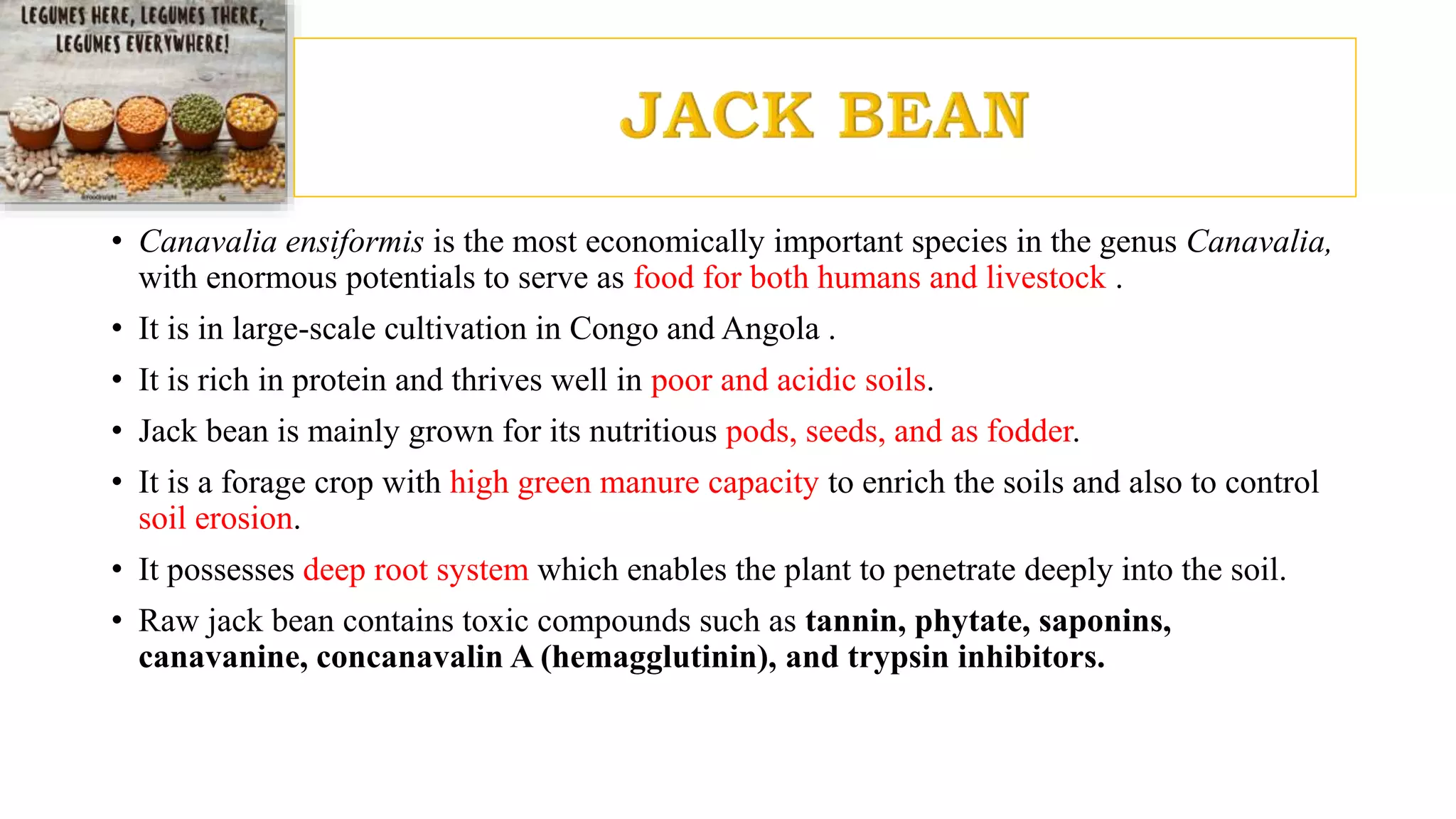 • Canavalia ensiformis is the most economically important species in the genus Canavalia,
with enormous potentials to serve as food for both humans and livestock .
• It is in large-scale cultivation in Congo and Angola .
• It is rich in protein and thrives well in poor and acidic soils.
• Jack bean is mainly grown for its nutritious pods, seeds, and as fodder.
• It is a forage crop with high green manure capacity to enrich the soils and also to control
soil erosion.
• It possesses deep root system which enables the plant to penetrate deeply into the soil.
• Raw jack bean contains toxic compounds such as tannin, phytate, saponins,
canavanine, concanavalin A (hemagglutinin), and trypsin inhibitors.
 