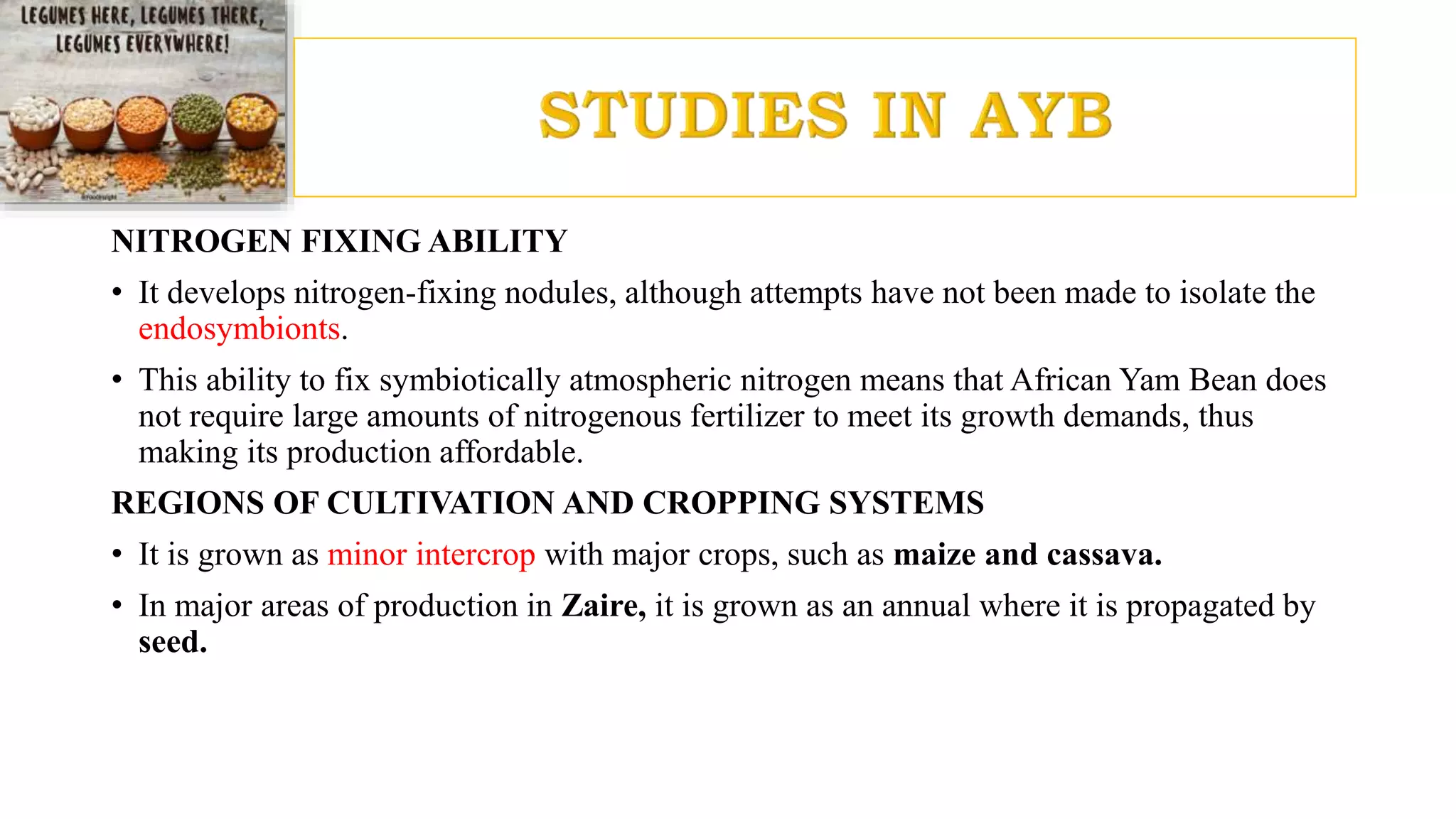 NITROGEN FIXING ABILITY
• It develops nitrogen-fixing nodules, although attempts have not been made to isolate the
endosymbionts.
• This ability to fix symbiotically atmospheric nitrogen means that African Yam Bean does
not require large amounts of nitrogenous fertilizer to meet its growth demands, thus
making its production affordable.
REGIONS OF CULTIVATION AND CROPPING SYSTEMS
• It is grown as minor intercrop with major crops, such as maize and cassava.
• In major areas of production in Zaire, it is grown as an annual where it is propagated by
seed.
 