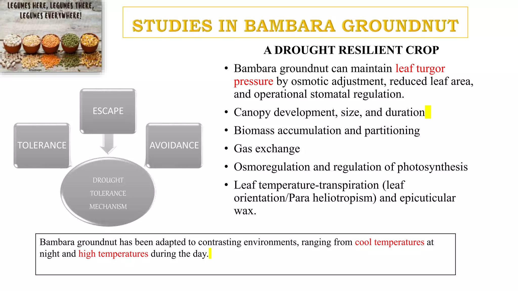 A DROUGHT RESILIENT CROP
• Bambara groundnut can maintain leaf turgor
pressure by osmotic adjustment, reduced leaf area,
and operational stomatal regulation.
• Canopy development, size, and duration
• Biomass accumulation and partitioning
• Gas exchange
• Osmoregulation and regulation of photosynthesis
• Leaf temperature-transpiration (leaf
orientation/Para heliotropism) and epicuticular
wax.
DROUGHT
TOLERANCE
MECHANISM
TOLERANCE
ESCAPE
AVOIDANCE
Bambara groundnut has been adapted to contrasting environments, ranging from cool temperatures at
night and high temperatures during the day.
 