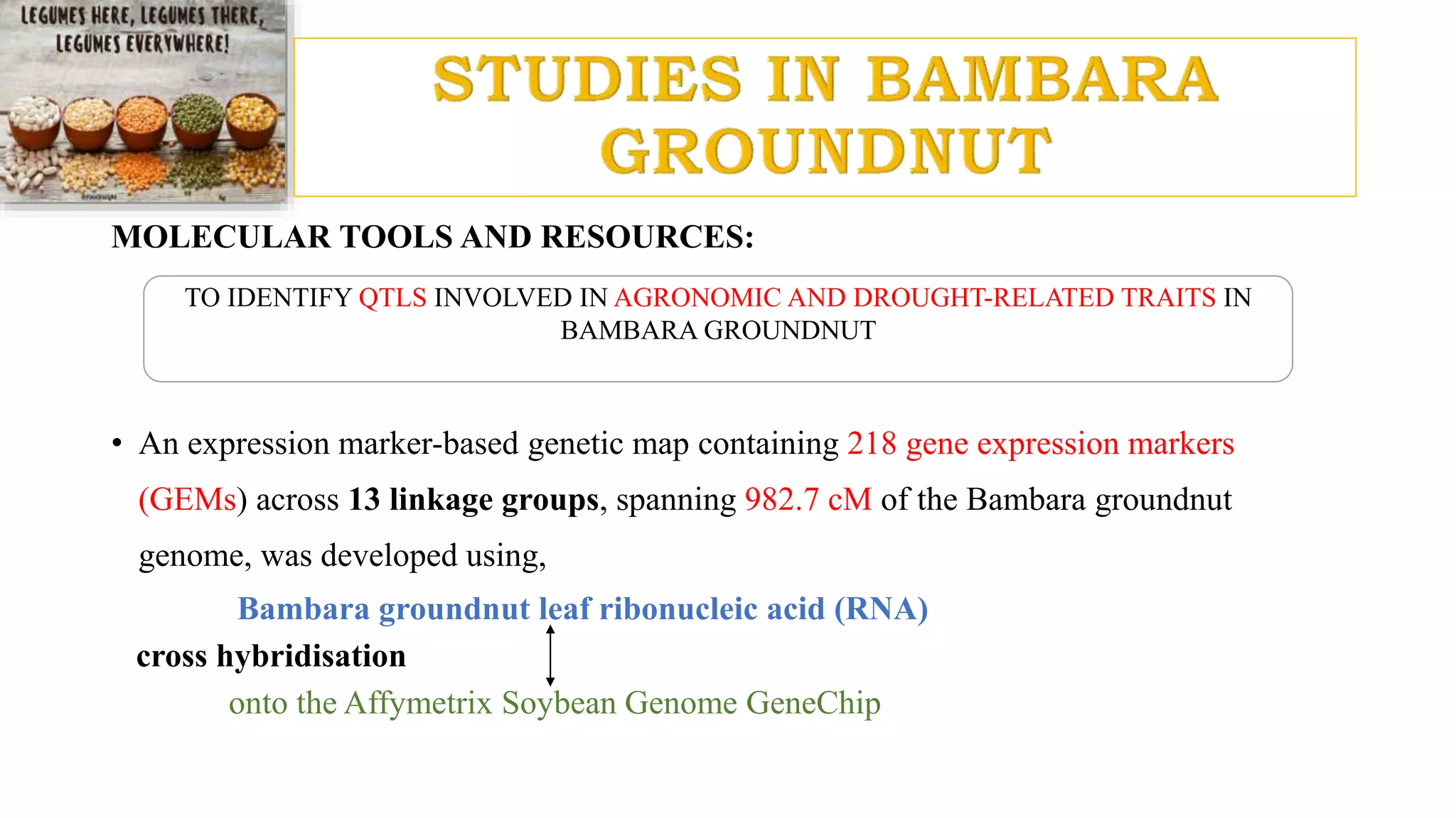 MOLECULAR TOOLS AND RESOURCES:
• An expression marker-based genetic map containing 218 gene expression markers
(GEMs) across 13 linkage groups, spanning 982.7 cM of the Bambara groundnut
genome, was developed using,
Bambara groundnut leaf ribonucleic acid (RNA)
cross hybridisation
onto the Affymetrix Soybean Genome GeneChip
TO IDENTIFY QTLS INVOLVED IN AGRONOMIC AND DROUGHT-RELATED TRAITS IN
BAMBARA GROUNDNUT
 