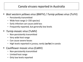 Canola viruses reported in Australia
• Beet western yellows virus (BWYV) / Turnip yellows virus (TuYV)
– Persistently transmitted
– Wide host range (> 150 species)
– Early infection can cause yield loss
– Frequently reported, but generally low levels
• Turnip mosaic virus (TuMV)
– Non-persistently transmitted
– Very wide host range
– Can cause severe losses
– High levels reported in juncea, rarely (so far) in canola
• Cauliflower mosaic virus (CaMV)
– Non-persistently transmitted
– Limited host range
– Only low levels reported
 