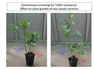 Greenhouse screening for TuMV resistance:
Effect on plant growth of two canola varieties
Non-inoculated
control
Inoculated
plants
Non-inoculated
control
Inoculated
plants
 
