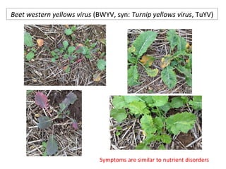 Beet western yellows virus (BWYV, syn: Turnip yellows virus, TuYV)
Symptoms are similar to nutrient disorders
 