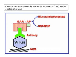 Schematic representation of the Tissue-blot immunassay (TBIA) method
to detect plant virus
 