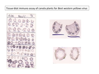Tissue-blot immuno assay of canola plants for Beet western yellows virus
 