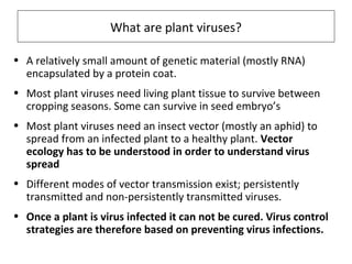 What are plant viruses?
• A relatively small amount of genetic material (mostly RNA)
encapsulated by a protein coat.
• Most plant viruses need living plant tissue to survive between
cropping seasons. Some can survive in seed embryo’s
• Most plant viruses need an insect vector (mostly an aphid) to
spread from an infected plant to a healthy plant. Vector
ecology has to be understood in order to understand virus
spread
• Different modes of vector transmission exist; persistently
transmitted and non-persistently transmitted viruses.
• Once a plant is virus infected it can not be cured. Virus control
strategies are therefore based on preventing virus infections.
 