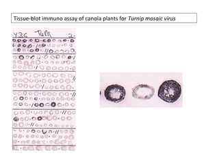 Tissue-blot immuno assay of canola plants for Turnip mosaic virus
 