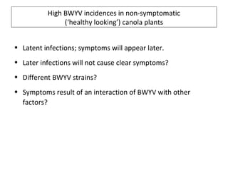 High BWYV incidences in non-symptomatic
(‘healthy looking’) canola plants
• Latent infections; symptoms will appear later.
• Later infections will not cause clear symptoms?
• Different BWYV strains?
• Symptoms result of an interaction of BWYV with other
factors?
 