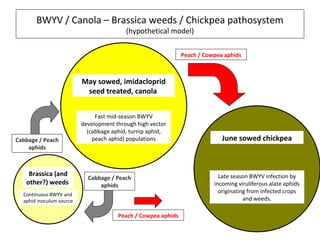 BWYV / Canola – Brassica weeds / Chickpea pathosystem
(hypothetical model)
May sowed, imidacloprid
seed treated, canola
Fast mid-season BWYV
development through high vector
(cabbage aphid, turnip aphid,
peach aphid) populations
Brassica (and
other?) weeds
Continuous BWYV and
aphid inoculum source
June sowed chickpea
Late season BWYV infection by
incoming viruliferous alate aphids
originating from infected crops
and weeds.
Cabbage / Peach
aphids
Peach / Cowpea aphids
Peach / Cowpea aphids
Cabbage / Peach
aphids
 