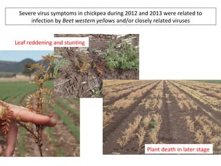 Severe virus symptoms in chickpea during 2012 and 2013 were related to
infection by Beet western yellows and/or closely related viruses
Leaf reddening and stunting
Plant death in later stage
 