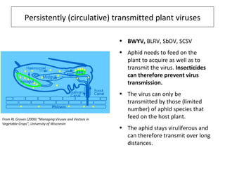 From RL Groves (2009) “Managing Viruses and Vectors in
Vegetable Crops”, University of Wisconsin
Persistently (circulative) transmitted plant viruses
• BWYV, BLRV, SbDV, SCSV
• Aphid needs to feed on the
plant to acquire as well as to
transmit the virus. Insecticides
can therefore prevent virus
transmission.
• The virus can only be
transmitted by those (limited
number) of aphid species that
feed on the host plant.
• The aphid stays viruliferous and
can therefore transmit over long
distances.
 