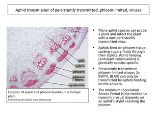 Aphid transmission of persistently transmitted, phloem-limited, viruses
• Many aphid species can probe
a plant and infect the plant
with a non-persistently
transmitted virus.
• Aphids feed on phloem tissue,
sucking sugary fluids through
their stylets. Aphid feeding
(and plant colonisation) is
generally species specific.
• Persistently transmitted
phloem-limited viruses (ia
BWYV, BLRV) can only be
transmitted by aphids feeding
on the phloem.
• The minimum Inoculation
Access Period (time needed to
transmit a virus) depends on
an aphid’s stylet reaching the
phloem.
Location of xylem and phloem bundles in a dicotyle
plant.
From McCauley (2012) www.deanza.edu
 