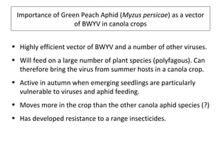 Importance of Green Peach Aphid (Myzus persicae) as a vector
of BWYV in canola crops
• Highly efficient vector of BWYV and a number of other viruses.
• Will feed on a large number of plant species (polyfagous). Can
therefore bring the virus from summer hosts in a canola crop.
• Active in autumn when emerging seedlings are particularly
vulnerable to viruses and aphid feeding.
• Moves more in the crop than the other canola aphid species (?)
• Has developed resistance to a range insecticides.
 