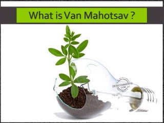 What isVan Mahotsav ?
 