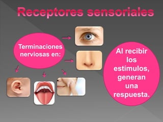 Terminaciones
nerviosas en: Al recibir
los
estímulos,
generan
una
respuesta.
 