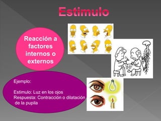 Reacción a
factores
internos o
externos
Ejemplo:
Estimulo: Luz en los ojos
Respuesta: Contracción o dilatación
de la pupila
 