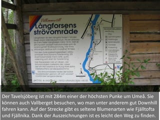 Der Tavelsjöberg ist mit 284m einer der höchsten Punke um Umeå. Sie
können auch Vallberget besuchen, wo man unter anderem gut Downhill
fahren kann. Auf der Strecke gibt es seltene Blumenarten wie Fjälltofta
und Fjällnika. Dank der Auszeichnungen ist es leicht den Weg zu finden.
 