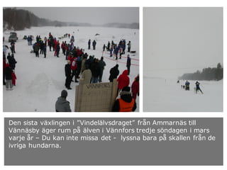 Den sista växlingen i ”Vindelälvsdraget” från Ammarnäs till
Vännäsby äger rum på älven i Vännfors tredje söndagen i mars
v...