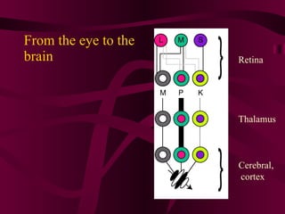 From the eye to the brain  Retina Thalamus Cerebral, cortex 