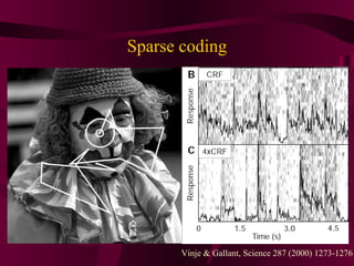 Sparse coding Vinje & Gallant, Science 287 (2000) 1273-1276 