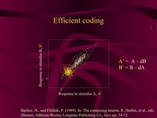 Efficient coding Response to stimulus A,  A’ Response to stimulus B,  B’ A’  =  A – dB B’  = B – dA Barlow, H., and Földiák, P. (1989). In: The computing neuron. R. Durbin, et al., eds.  (Boston, Addison-Wesley Longman Publishing Co., Inc), pp. 54-72. 