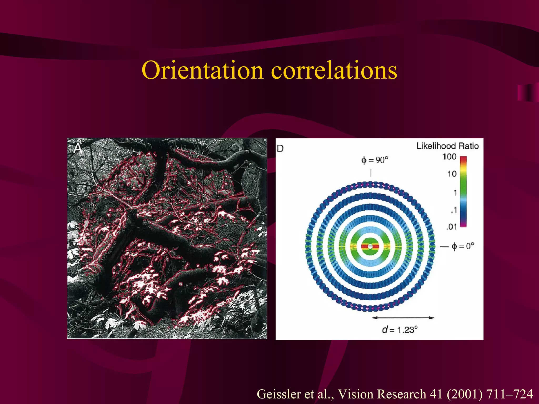 Orientation correlations Geissler et al., Vision Research 41 (2001) 711–724 