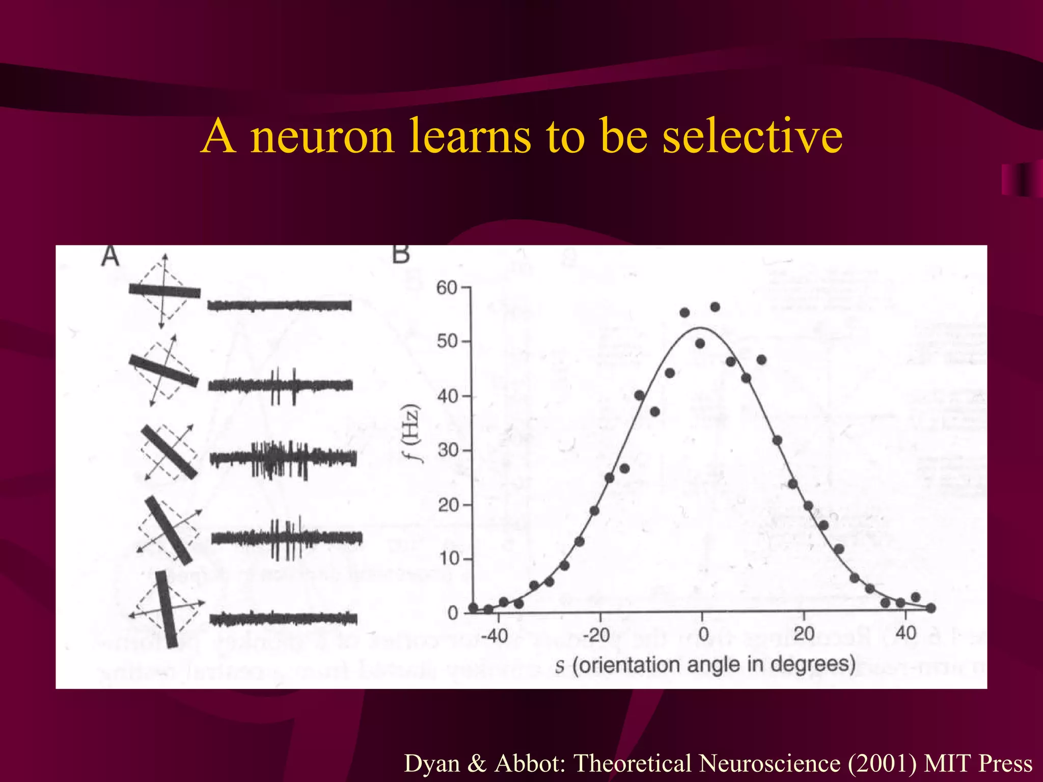 A neuron learns to be selective Dyan & Abbot: Theoretical Neuroscience (2001) MIT Press 